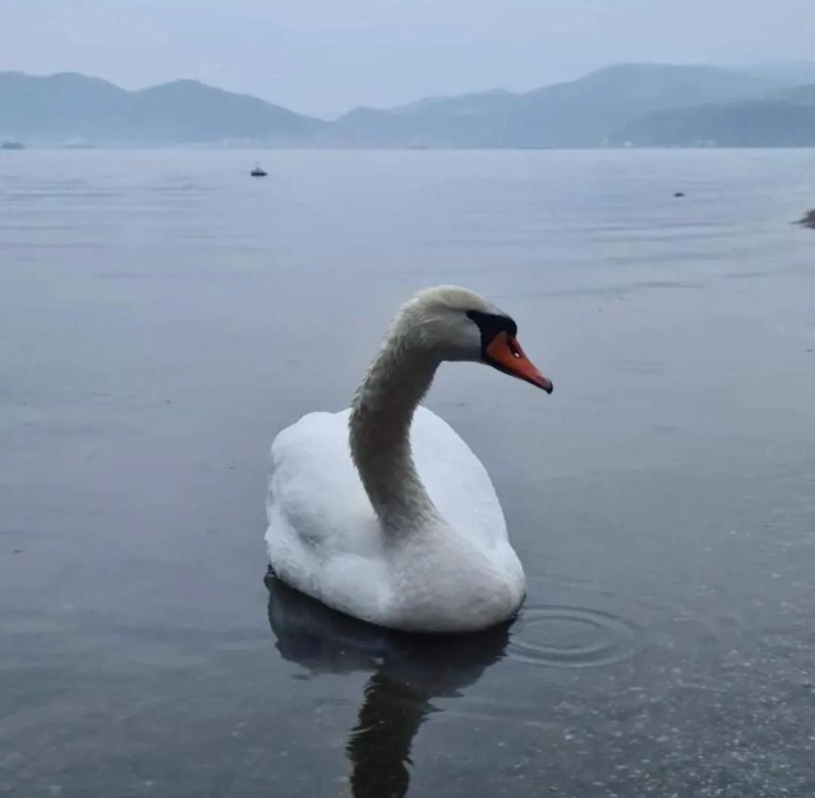 Smestaj Zeka Tekija Tekija  エクステリア 写真